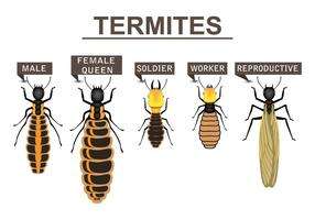 Termite Types